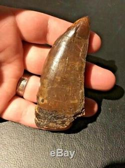 Tyrannosaurus rex T. Rex Huge 3.6 Inches Dinosaur tooth claw fossil
