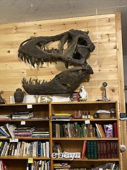 Tyrannosaurus skull (cast) Stan T REX, Dinosaur