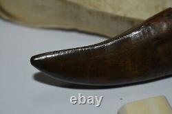 Tyrannosaurus tooth fossil tooth dinosaur tooth theropod Not T-rex