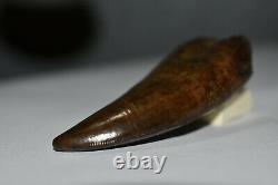 Tyrannosaurus tooth fossil tooth dinosaur tooth theropod Not T-rex