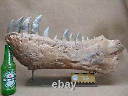 Tyranosaurus Rex T-Rex mandible dinosaur fossil jaw cast replica