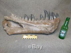 Tyranosaurus rex t-rex dinosaur fossil jaw mandible cast replica