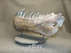 Tyranosaurus rex t-rex dinosaur fossil jaw mandible cast replica