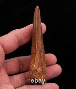 XLG Carcharodontosaurus Tooth not T. Rex. Theropod Dinosaur 4.12