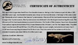XL 3.1 Carcharodontosaurus Fossil Tooth Cretaceous Dinosaur African T-Rex COA