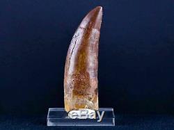 XL 3.2 IN Carcharodontosaurus Fossil Dinosaur Serrated Tooth T-Rex COA & Stand