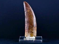 XL 3.2 IN Carcharodontosaurus Fossil Dinosaur Serrated Tooth T-Rex COA & Stand
