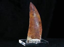 XL 3.2 IN Carcharodontosaurus Fossil Dinosaur Tooth African T-Rex Free Stand COA