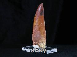 XL 3.2 IN Carcharodontosaurus Fossil Dinosaur Tooth African T-Rex Free Stand COA