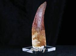XL 3.4 IN Carcharodontosaurus Fossil Dinosaur Tooth African T-Rex COA & Stand