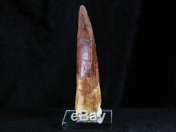 XL 3.4 IN Carcharodontosaurus Fossil Dinosaur Tooth African T-Rex COA & Stand