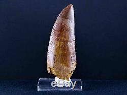 XL 3.6 IN Carcharodontosaurus Fossil Dinosaur Serrated Tooth T-Rex COA & Stand
