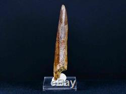 XL 3.6 IN Carcharodontosaurus Fossil Dinosaur Serrated Tooth T-Rex COA & Stand