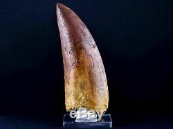XXL 5 IN Carcharodontosaurus Fossil Dinosaur Serrated Tooth T-Rex COA & Stand