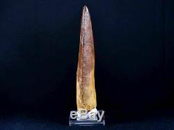 XXL 5 IN Carcharodontosaurus Fossil Dinosaur Serrated Tooth T-Rex COA & Stand