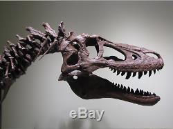 Young (baby) T-rex Tyrannosaurus Dinosaur Fossil Hells Creek Maybe Only 1 Trex